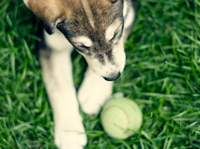 电话连环呼叫软件