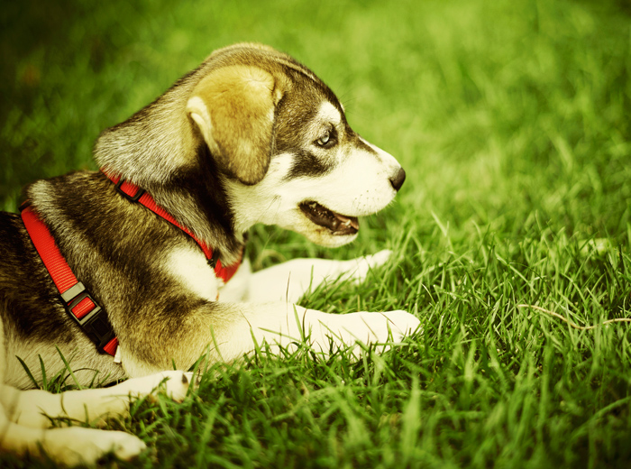 快速切换模式的免费云呼官网