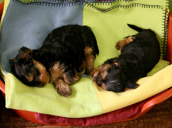 【Linux版】开源的无限拨打电话软件