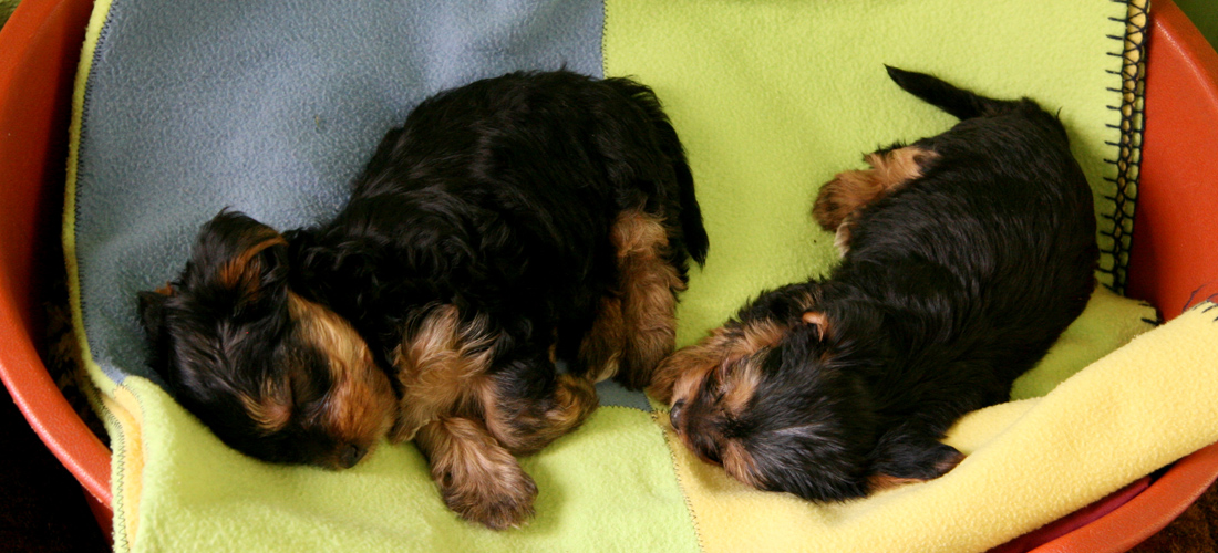 在线短信轰炸工具